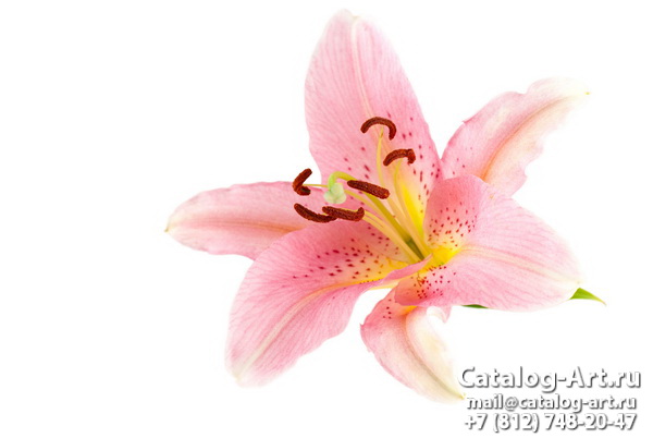 Pink lilies 10